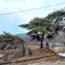 보현산 등산로입구 소나무 이미지