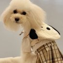 밤밤 애견유치원 이미지