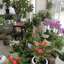 백송이꽃화원 이미지