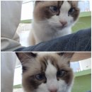 조아모터스 | [천안 쌍용동] 개냥이들이 엄청 많은 고양이카페 <지상냥원>