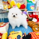 화이트 켄넬 이미지