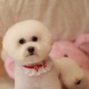 로라펫살롱 이미지