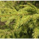 김정희오일 이미지