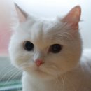 냥이사랑 이미지