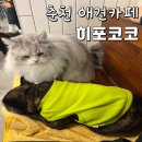 히포코코 | [강원 / 춘천] 명동 애견카페 히포코코 이색카페 실내데이트