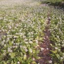 영양뜰영농조합 이미지