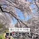 GS25 울산삼호점 이미지