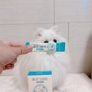 이포백년종합가스 | 강아지 유산균 애견 묽은변 설사 대비엔 울애기쌩쌩
