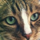 고롱고롱 이미지