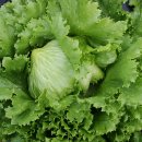 진흥종묘사 이미지