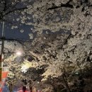 CU 강릉입암현대점 | [일상글] 여의도 봄꽃축제 벚꽃구경 다녀온 후기〰️한강공원 피크닉 4/4기준 벚꽃+환연 우진님 페레힐 팝업