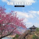 숲옛마을(갈계) | 광양 매화축제 2026년 매화마을 방문후기 개화현황 주차 셔틀버스 총정리