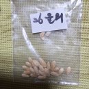 토종 울외 씨앗 이미지
