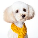 24시 와이즈 동물메디컬센터 이미지