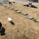 치즈 애견유치원&애견호텔 이미지