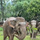 소망자원 | 🐘태국 치앙마이 코끼리 보호센터_일주일 자원봉사 후기ENP(Elephant Nature Park) 2일차-화요일