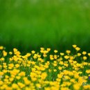 농업회사법인 주식회사 다고 이미지