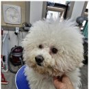 The빛나개 이미지