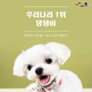 댕댕이루 이미지