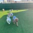 멍머니 2호점 이미지