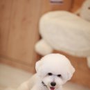 로라펫살롱 이미지