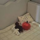 소프티 | 바치 범퍼침대, 소프티 토퍼 후기(바치포칠드런 범퍼침대, 소프티 토퍼세탁)