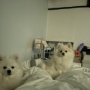 말바우동물병원 이미지