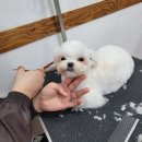 쿨펫 네이버블로그