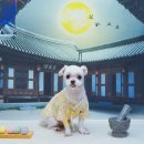 강아지풍경 이미지