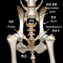 청라호수동물메디컬센터