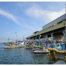 주문진항문어 이미지