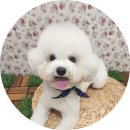 개들의 집 이미지