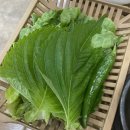 지리산 소극장 | 나주 빛가람동 고깃집 아이도 잘 먹는 국내산 흑돼지 오겹살