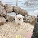 아이블링 네이버블로그