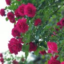 명인약국 앞 이미지