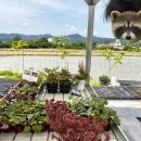 초정화원 이미지