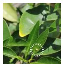 나비 한살이 이미지