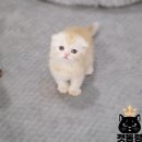 도봉-도봉-2432 | 성북구고양이분양 반려동물관리사 캣통령으로 오세요!