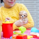 대구강아지분양 테디럽 이미지