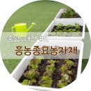 흥농농약종묘 이미지