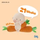 서원주현대신차만들기 | [👶🏻-5] 임신 21~24주_2차 정밀초음파, 안정기의 행복, 이석민피자, 임산부왁싱, 임산부장염