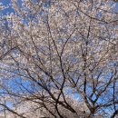 장흥 산벚나무길 | 경기도 양주 벚꽃명소 장흥 매내미 벚꽃길 산책로 나들이 (일영역 교외선 + 삼하리카페 후기)