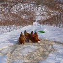 수호네 농장 이미지