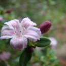 상예동-8 이미지