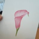 꽃그림 보타니컬아트 | [공지] 색연필 꽃그림 보태니컬아트 클래스