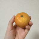 태인할인마트 | [가고시마생활]11월 첫째 주