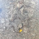 김포서초병설유치원 이미지