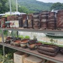 바래기암소한마리 이미지