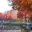 영신숲 외 가로수길 | 담양 관방제림 단풍 실시간 뜻 주차장 11월 여행