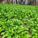 기명농장 이미지